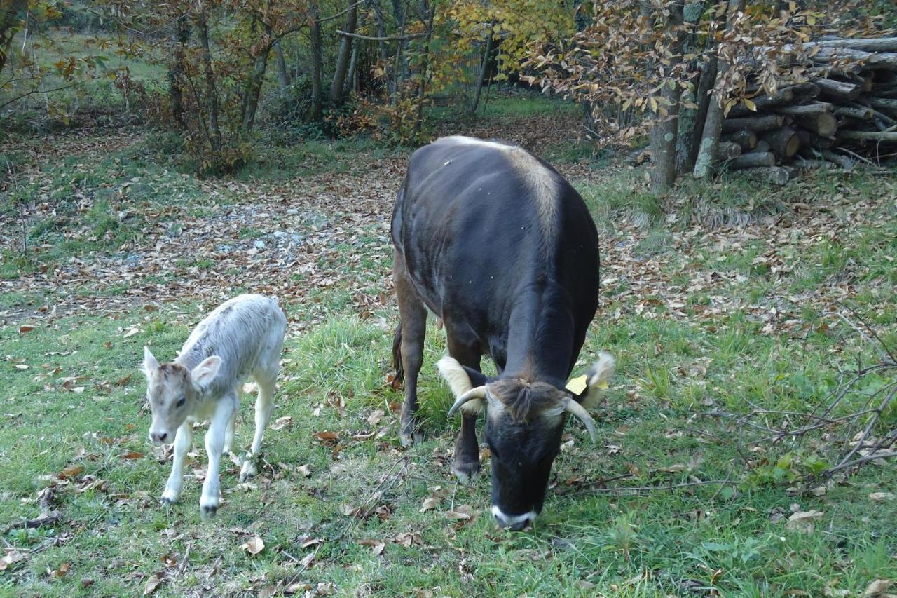 Agriturismo Di Charme E Ristorante Stallato Il Filo Di Paglia Carro Eksteriør billede